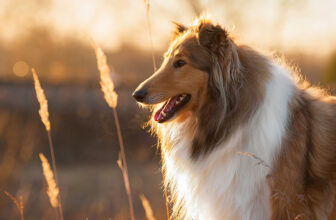 Caring for Your Collie and Understanding Their Health