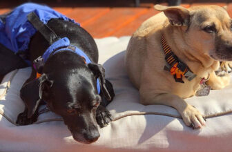 Creating a Safe Haven: Adjustments, Care and Self-Care for Paralyzed Pet Owners