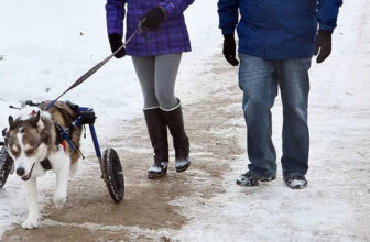 Cold Weather and It’s Impact on a Dog’s Mobility